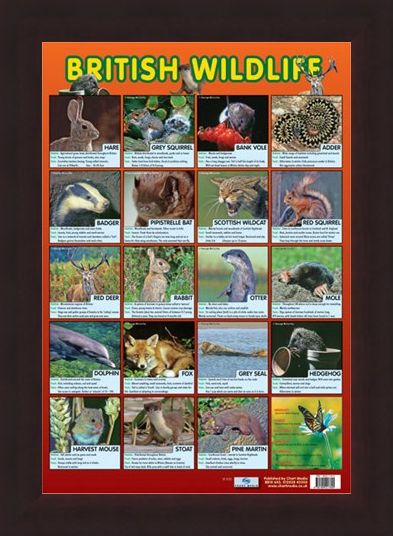 Framed Framed British Wildlife - Native British Animals